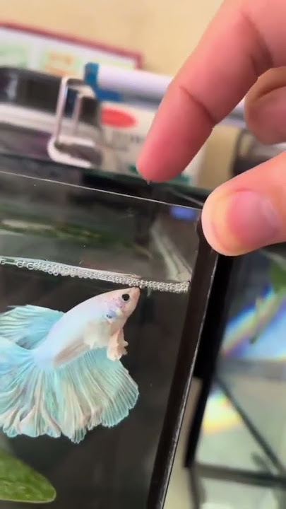 Betta Fish Jump Training Fighter Fish Aquarium Breeding