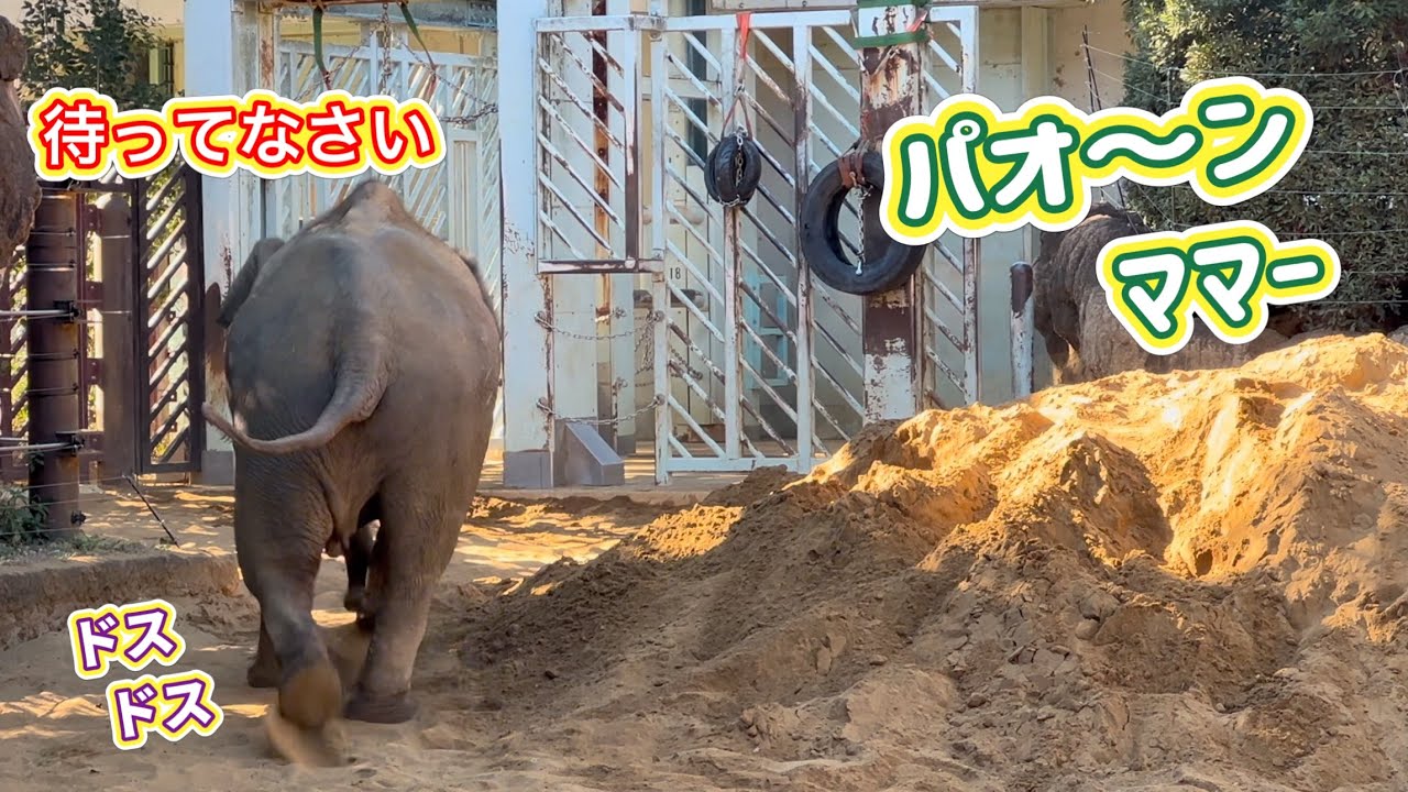 我が子の鳴き声に一目散のママ🐘💨😊　1月2日 上野動物園　アジアゾウ