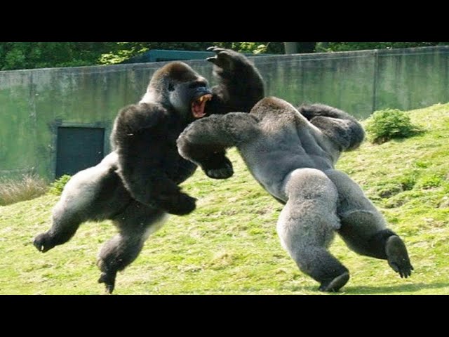 ГОРИЛЛЫ - короли джунглей! Грозные и не менее умные обезьяны, с которыми лучше не шутить!