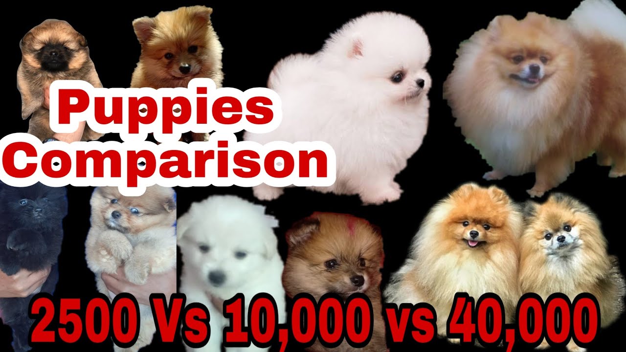 Puppies Comparison Of Toy Vs Culture