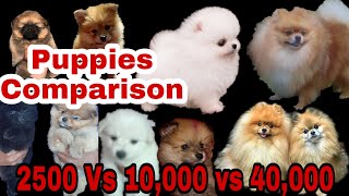 Puppies Comparison of TOY Vs CULTURE POMERANIAN that no Buddy tells...