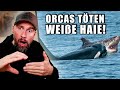 Deswegen sind SIE die Krassesten! Orcas jagen Weiße Haie in Südafrika | Robert Marc Lehmann image