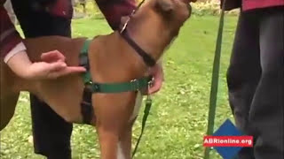 Gentle Leader Easy Walk Harness шлея антирывок для собак