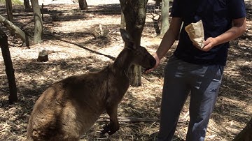 Chuột túi Kangaroo xin ăn