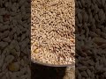 High speed electric herb grain grinder cereal mill flour powder machine 2500g