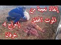 ضميري ومهنتي تحتم علي انقاذ نعجة🐑 وإخراج 4 الخرفان من بطنها وهم في حالة يرثى لها🥵🤮😱