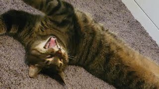 Hilarious cat videos!! Let's laugh together. by Just a Foster Cat Mom 883 views 1 year ago 2 minutes, 55 seconds