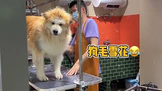 Refurbish a furry Akita and get fatter after washing. Akita dog, pet care, cute pet, bath, cute dog