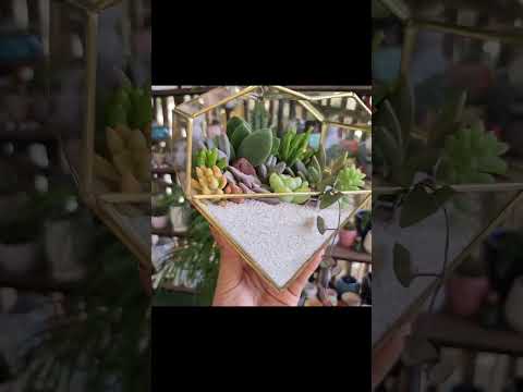 Video: Regalo DIY para jardineros - Cómo hacer un terrario navideño con plantas vivas