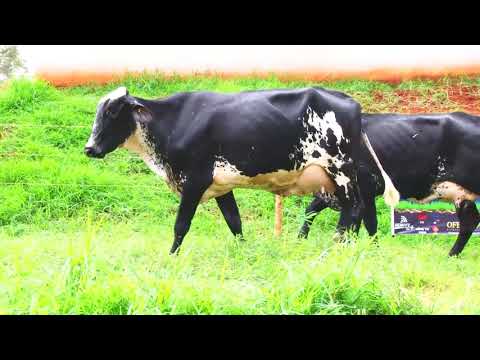 LOTE 22   4943 BM  4948 BM