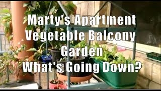 Martys Apartment Balcony Vegetable Garden Whats Going Down