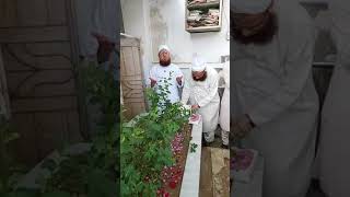 haji Abdul Habib attari at qabar Dawateislami Madani channel