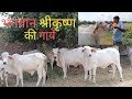 #Tharparkar Cows Eating Desi Cucumber, Cows Of Lord Krishna, Best &amp; Beautiful Cow