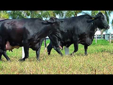 LOTE 41 - TAMIRA JUNIOR VR & TARRINE ALTANATE VR