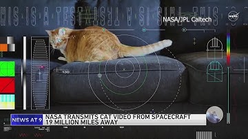 Orange tabby cat named Taters steals the show in first video sent by laser from deep space