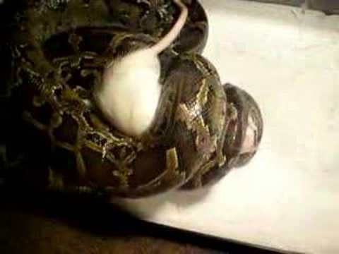 burmese python constricts rat - YouTube
