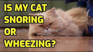 Is My Cat Snoring Or Having Trouble Breathing?