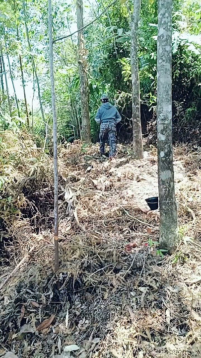 Sekijap lagi menoreh getah sudah..