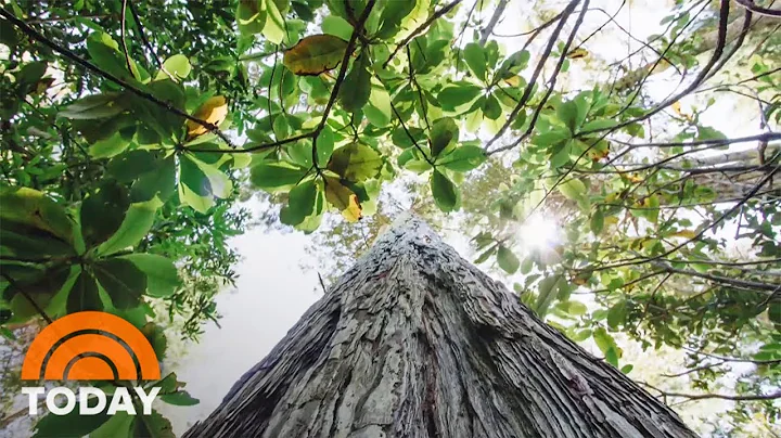 Startup Aims To Save Forests By Using Trees As Gra...