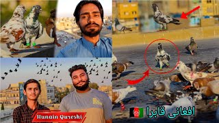 Hunnain Qureshi Loft || New kabootar Video || Gola Kabootar Ki Laraiya || Rehan Azam Birds by Rehan Äzam Birds 4,178 views 1 month ago 22 minutes