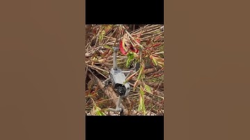 Dji Drone Stuck In The Tree 🌴😭 #dji #shorts #shortsfeed #viralshorts #youtubeshorts #foryou #youtube
