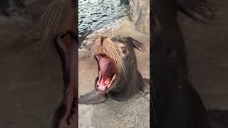 Seal Sneezing ASMR! 🤧🦭 #shorts #seals #funnyanimals #asmr
