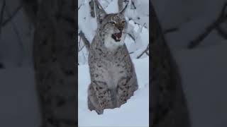 Lynx screaming #kitty