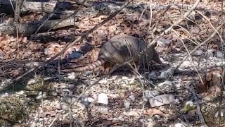 Armadillo Runs by Pup Property 1,342 views 3 years ago 41 seconds