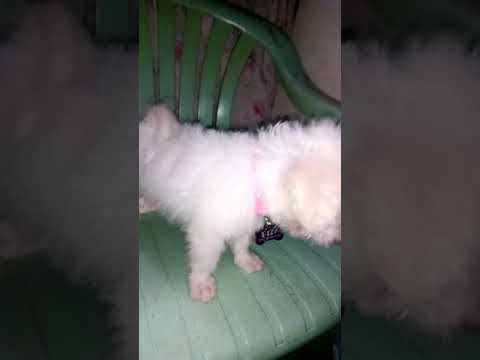 japanese spitz cross shih tzu