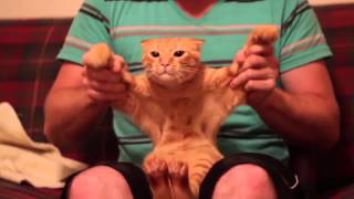Skrillex cinema (cat funny video)