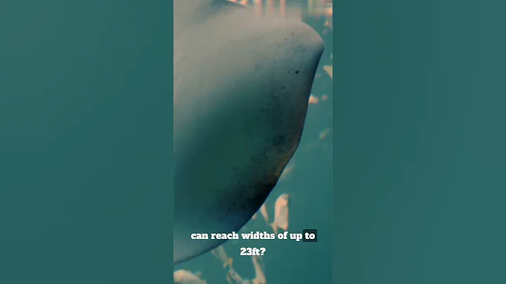 Animal Facts : Manta Ray #shorts