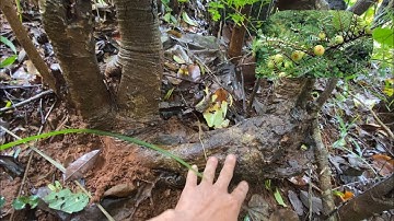 Tập 506/bứng gốc me quả tròn khá đẹp