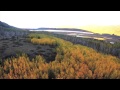 Behold the Aspen Pando