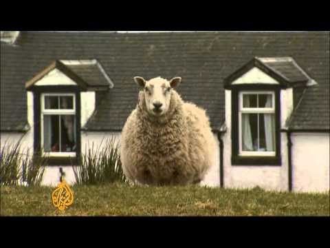 वीडियो: स्कॉटलैंड में भेड़ों को कब काटा जाता है?
