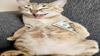 Funniest Cats On The Internet