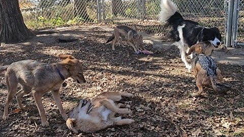 Border Collie is best friends with African black backed jackals