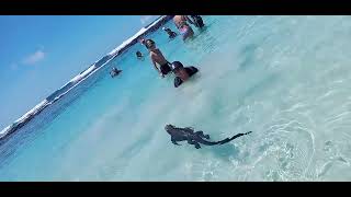 Islas Galápagos . Iguanas Marinas Son Atracción De Turistas