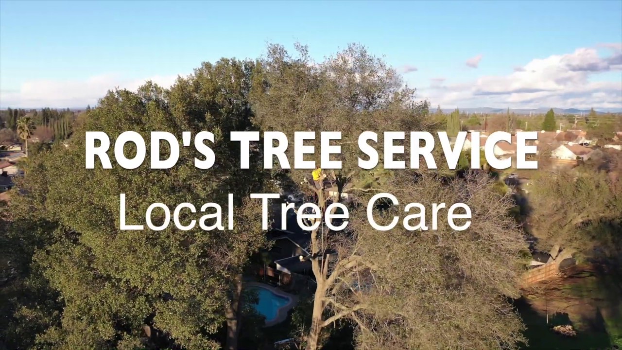 Rod's Tree service   Care