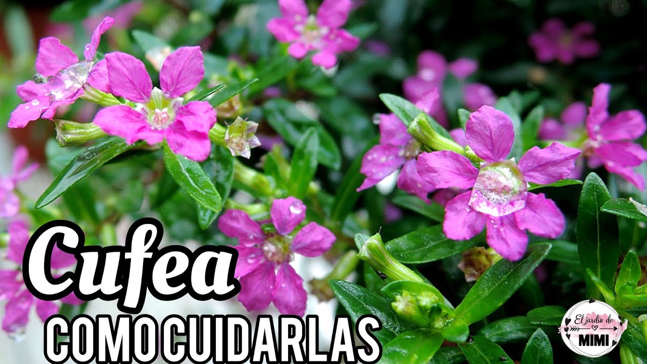 Cufea | Trueno de Venus | cuidados y características 💜🌿