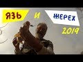 Язь и жерех. Спиннинг весной