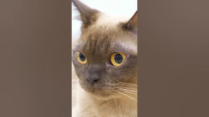 Video 11572011: burmese cat breed, burmese cat kitten, cat breed animals pets