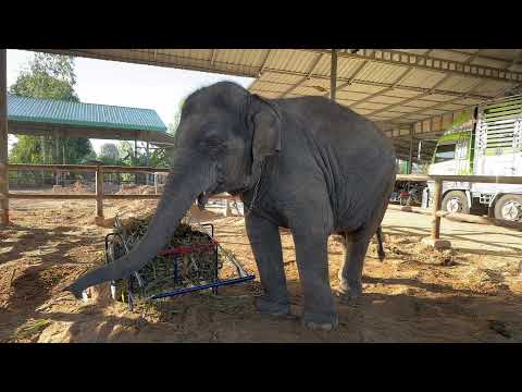 การถ่ายทอดสดของ Elephant Thailand