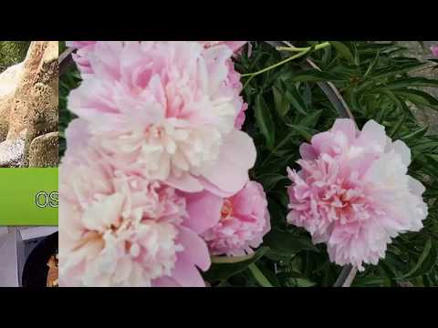 Video: İlkbaharda şakayık Dikmek Ve Bırakmak (15 Fotoğraf): Ne Zaman Açık Toprağa Ekebilirsin? Dikimden önce çiçekler Nasıl Tutulur? Onlara Nasıl Düzgün Bakım Yapılır? Tecrübeli Bahçıvanl
