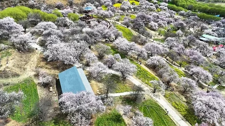 GLOBALink | Village tourism in Xizang ushers in spring amid peach blossom viewing - DayDayNews