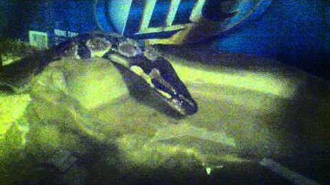 Ball python drinking from water dish like a cat