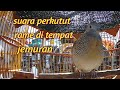 Suara perkutut saling saut rame semua jenis perkutut ada di sini lokal bangkok putih hitam silver.