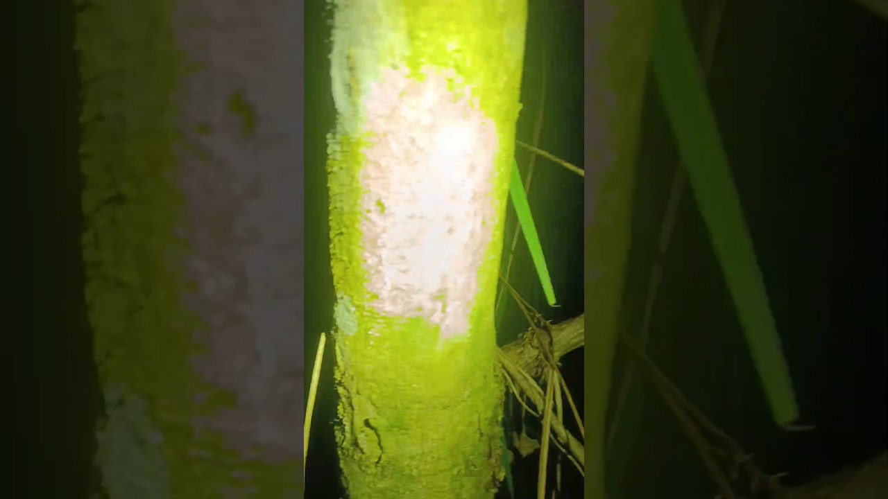 what a cute snake ! Slug-snake found during our herping tour in Vietnam .  WhatsApp +84 9044242 10