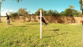 Dog Agility - Kip the Kelpie Jumping Backside Wrap, Slow Motion