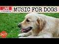 LIVE Dog Music Dog Calming Music Dog Separation Anxiety Relief Relaxing Sleep Music For Dogs 7 