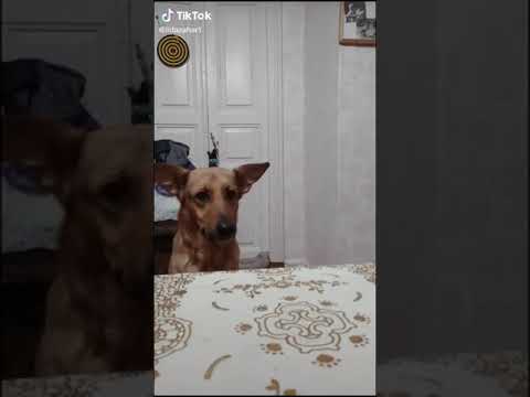 Большой Ух!)#Shorts